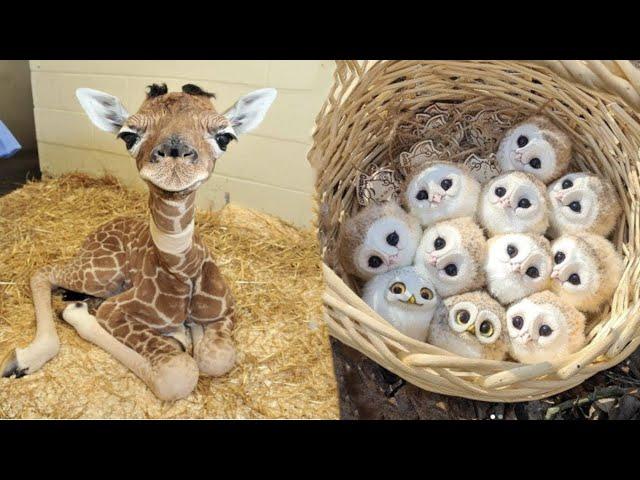 AWW Animals SOO Cute! Cute baby animals Videos Compilation cute moment of the animals #19