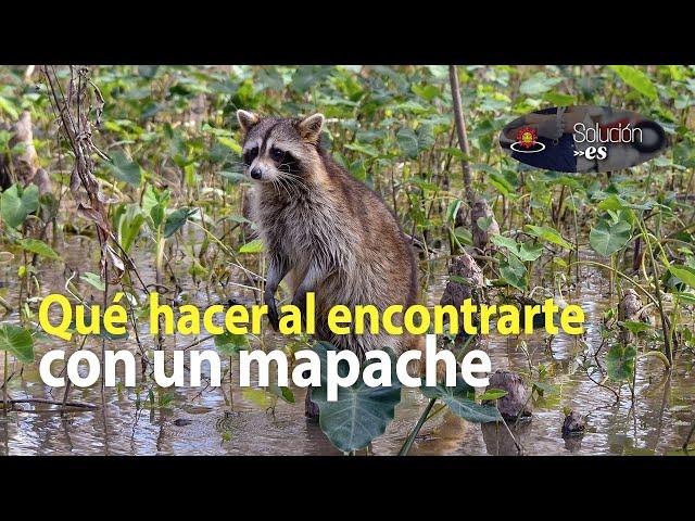 ¿Qué hacer si me encuentro un mapache en la calle o cerca de mi casa? | #Soluciones