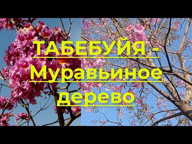 Табебуйя - Муравьиное дерево (Tabebuia impetiginosa)