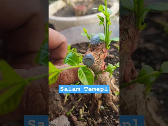 Salam T3mp3L #calon #bonsai #sambut #pilkada2024 #tree