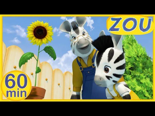 Zou in English  ZOU DISCOVERS NATURE  60 min COMPILATION | Cartoons for kids