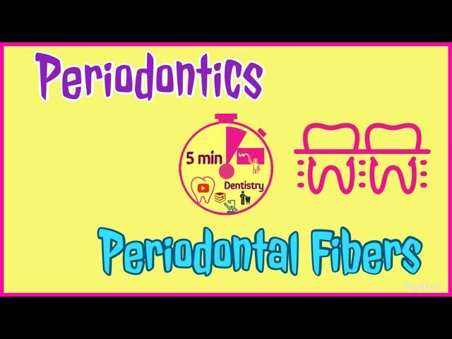 PERIODONTAL FIBERS - PRINCIPAL FIBERS - PERIODONTICS - EASY DENTAL LECTURE - 5 min DENTISTRY