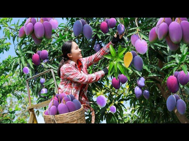 Harvest Purple Mango Tree Goes to the market sell | Emma Daily Life