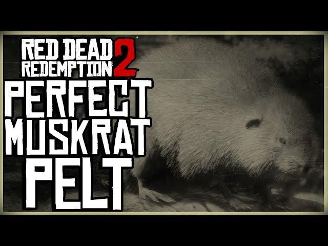 HOW TO GET A PERFECT MUSKRAT PELT - RED DEAD REDEMPTION 2 PRISTINE MUSK RAT HUNT