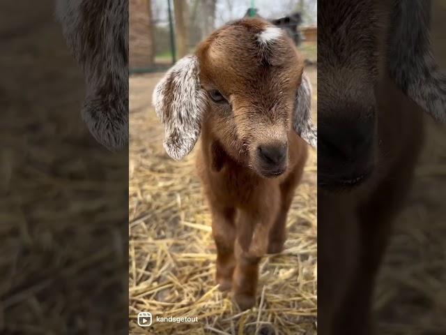 Baby goat yawns are the CUTEST!! #babygoats #goats