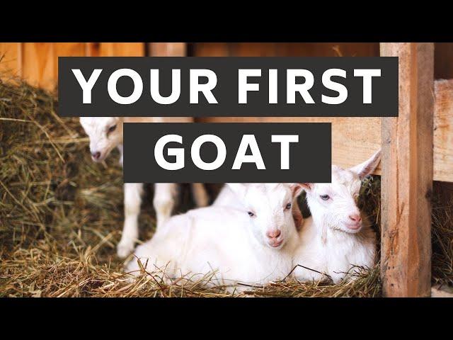 What you need ready for your first goat | Prepare for Goats! | New Goat Owner Supplies | Goat Care