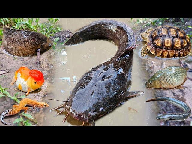 Catching jumbo catfish in the hole there are gourami, ornamental fish, koi fish, eels, turtles