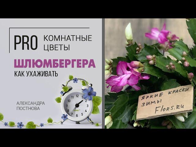 Комнатное растение: Шлюмбергера, декабрист, зигокактус - цветущая классика с ностальгическим шармом