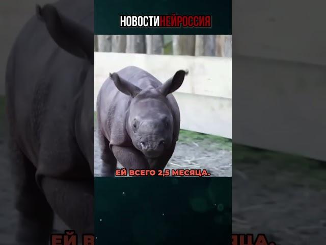 Добрые новости тебе для настроения!#shorts #новости #добро