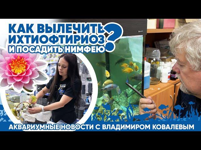 Новости аквариумного магазина с Владимиром Ковалевым (24.05.24). Как вылечить ихтиофтириоз?