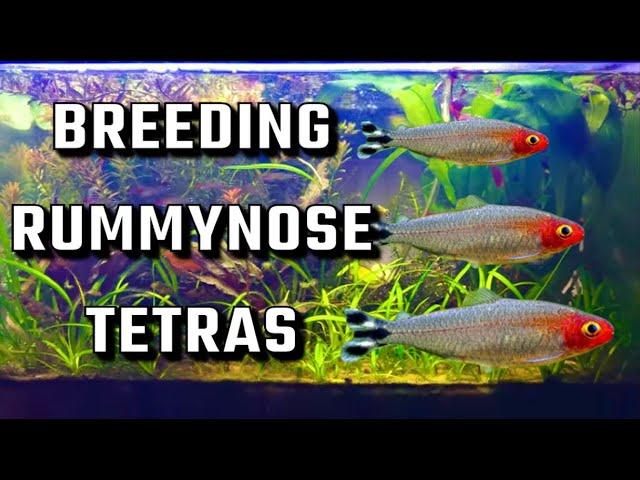 How to *ACTUALLY* Breed Rummynose Tetras...