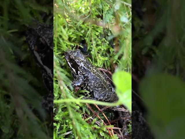 Look who I met in a forest ! #animal #toad #frog #wildlife #cyrilloshots