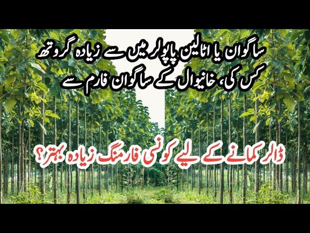 Sagwan vs Italian popular farming || Best farming business in Pakistan