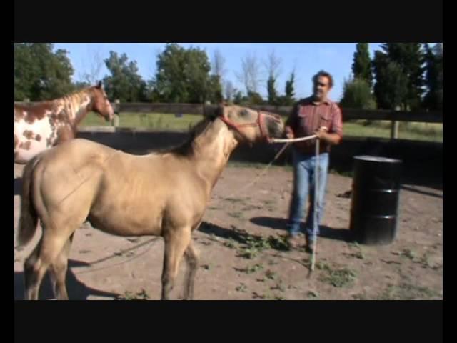 CISCO poulain paint horse 2M ranch