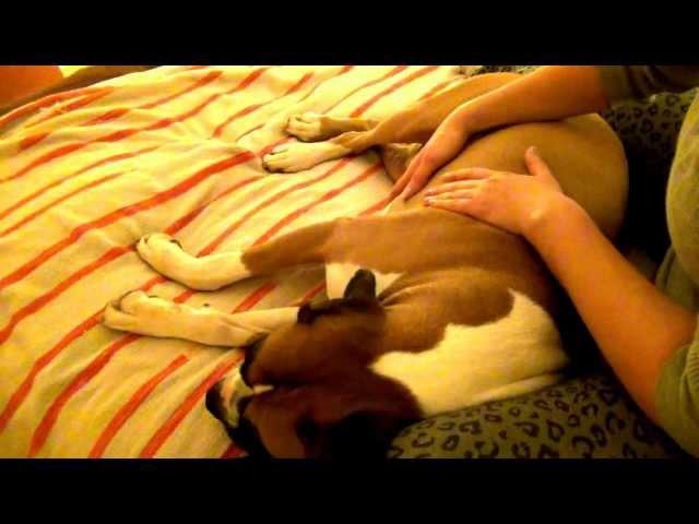 (")-_-(")Relaxing Dog/Pet Massage(")-_-(")