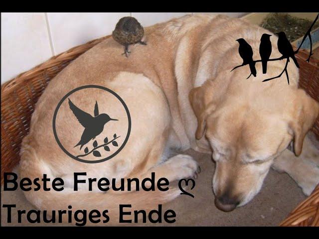 Beste Freunde ღ Trauriges Ende