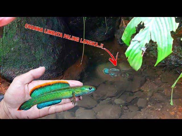 REZEKI NOMPLOK..!! Channa Limbata Langka Berhasil Ditemukan || Tempat Berburu Ikan Channa Limbata