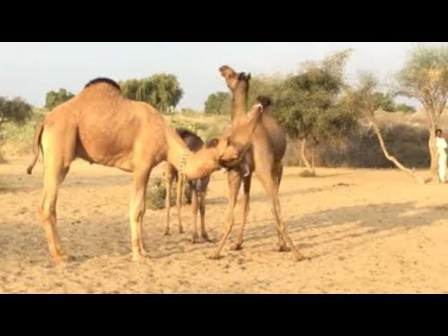 Camel love time | Camels video | animals video | camel farming | camel farm |  camel mandi | camels