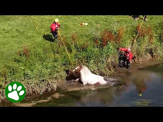 Beautiful Horse Lifted From River