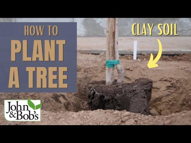 How To Plant A Tree In Clay Soil & Hard Soil | Street Tree Planting