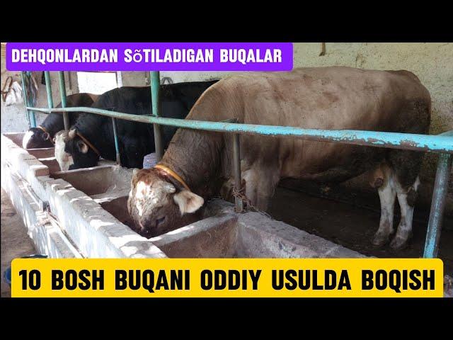 Buqa boqish sirlari +99893.986.22.90 sotilgan buqalar kõring