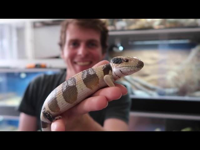 Buying & Selling Reptiles In Australia!