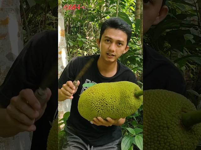 How to harvest jackfruit in indonesia #food #tiktok #viral #fruit #shorts