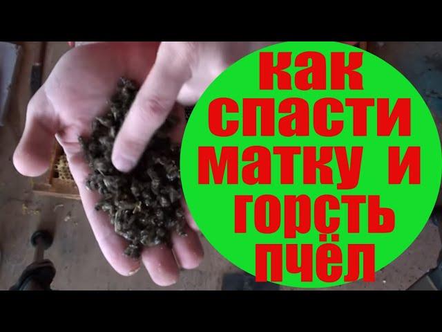 Как зимой спасти матку, горсть пчелы и нарастить поголовье к сезону ?