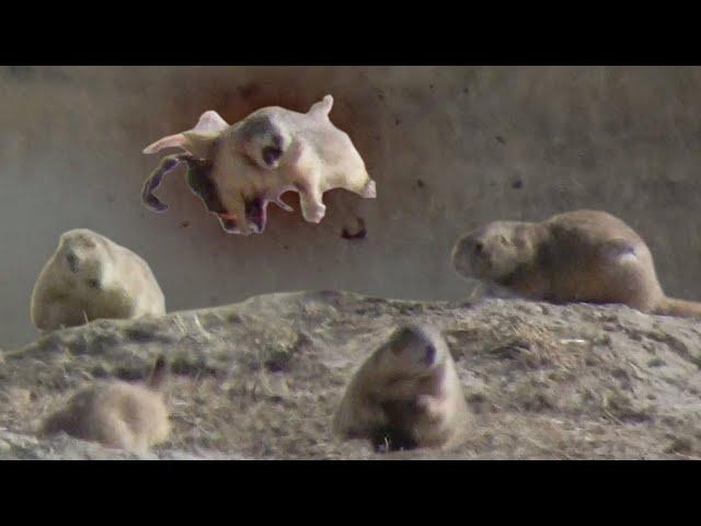 Prairie Dog Hunting Armageddon 3! Slo-mo EXPLOSIONS!