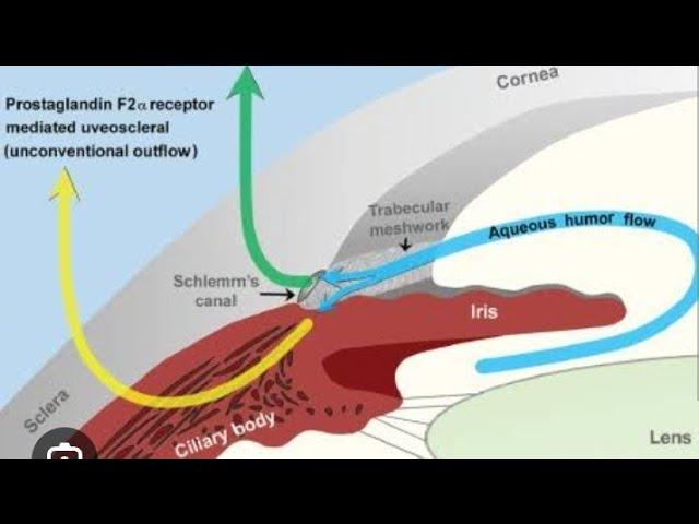 Aqueous humor production circulation and drainage