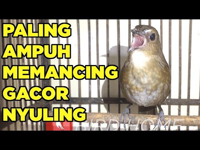 pancingan suara jongkangan gacor nyuling ngeplong bikin burung cingcoang coklat cepat gacor