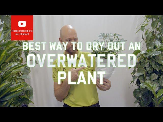 Best way to dry out an overwatered plant!