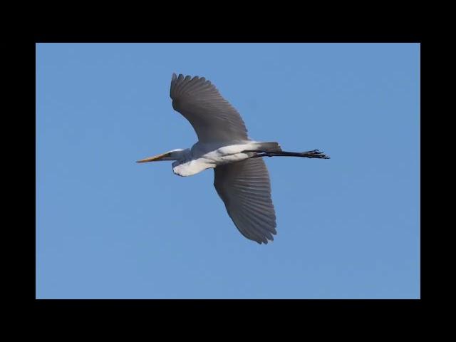 GREAT EGRET: 2 phases of their migration