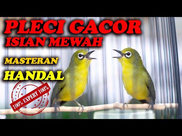 PLECI GACOR NEMBAK ISIAN MEWAH , MASTERAN TERBAIK !!!!