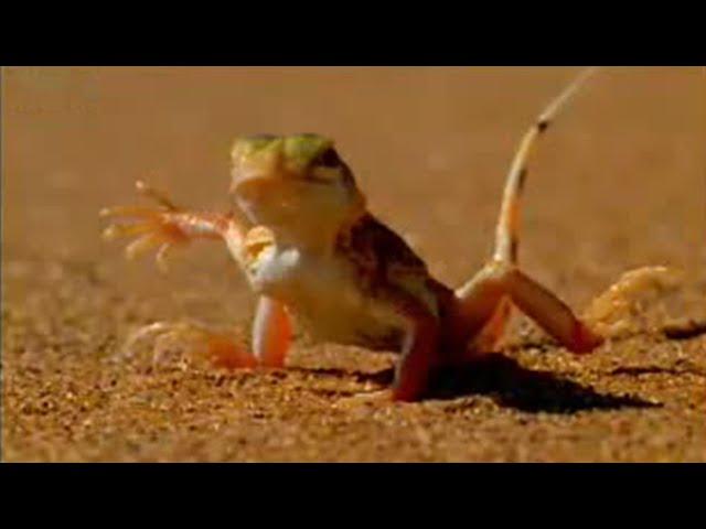 This Lizard Escapes the Heat in an Unusual Way | BBC Studios