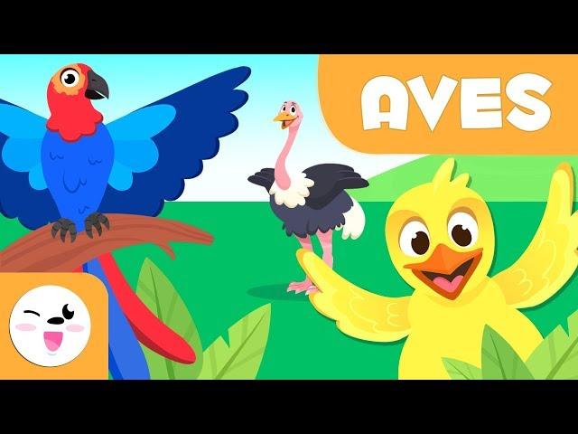 Las Aves para niños - Animales vertebrados - Ciencias naturales para niños