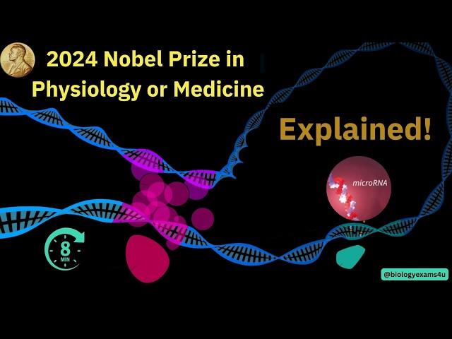 Explained! 2024 Nobel Prize in Physiology or Medicine. What is microRNA mediated gene regulation?