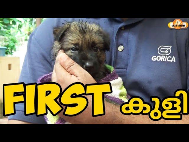 How To Safely Bath a Puppy at home (40 days old) | Dog training | വളര്‍ത്തു നായയെ പരിശീലിപ്പിക്കാം