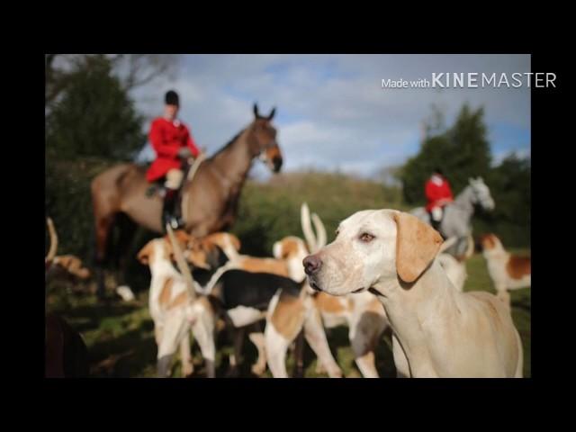 Fox hunting in the uk... the real truth.