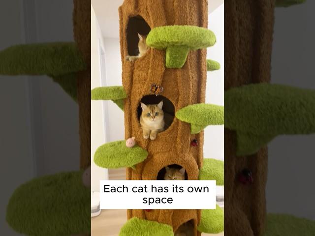 Build the Ultimate Cat Tree:A DIY Project Your Cat Can’t Resist #cattree #meowycatmas #catheart #cat