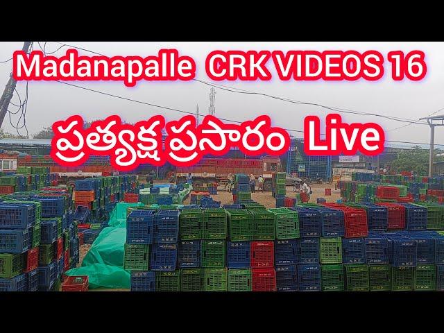 26/12/24 Madanapalle Tomato prices  మదనపల్లె టమాటా రేట్లు #crkvideos16 #tomatoprices