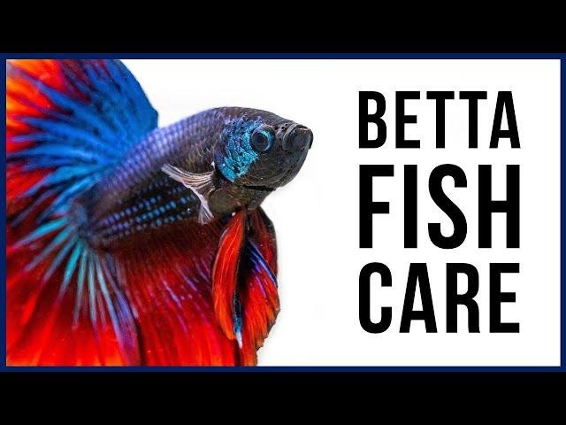 How to Care for Your New Betta Fish