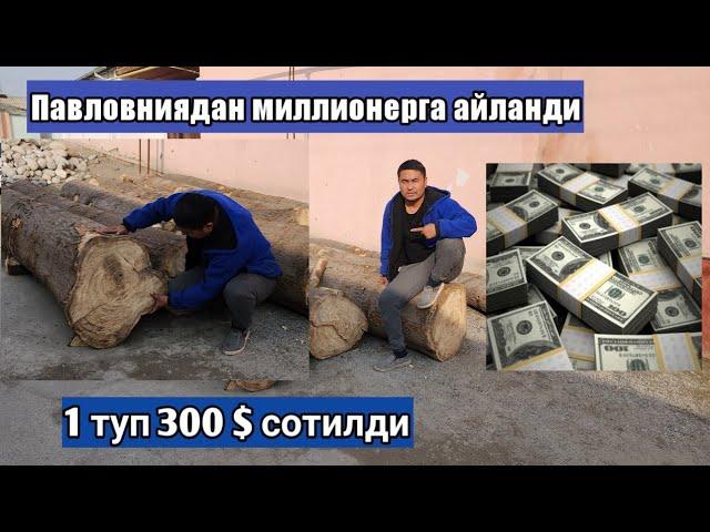 Павловния 6 йилда хар бери 300 $ сотилди ( Павловния )