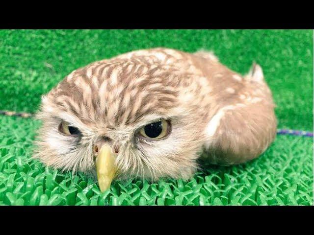 CUTE OWL - Funny Owls And Cute Owl Videos Compilation || BEST OF