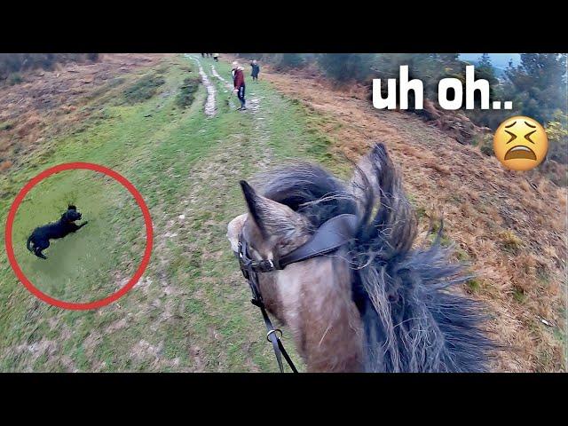 chased by a puppy | GO PRO | equinemollie