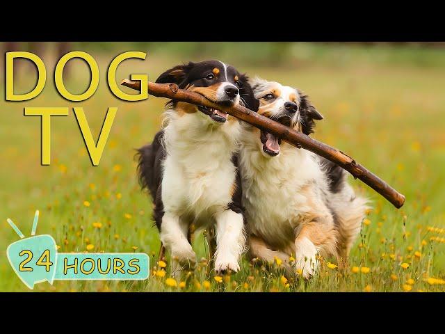 DOG TV: Video Keep Your Dog Entertained for Hours - Best Anti-Anxiety Music for Dogs When Home Alone