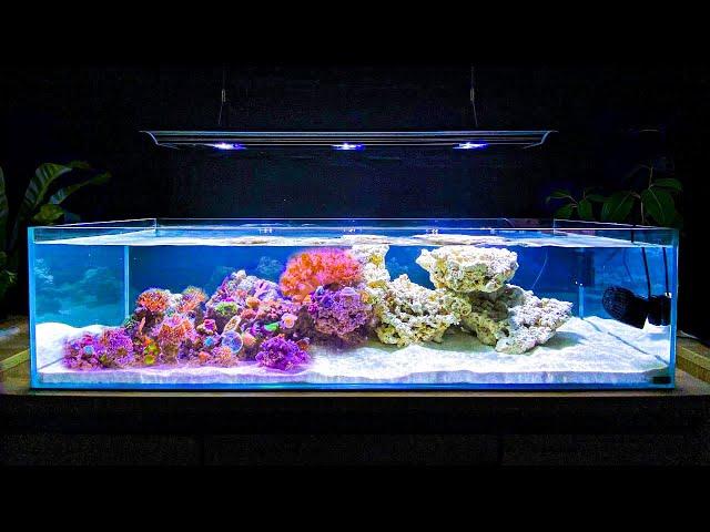 How I Built My Shallow Reef Tank: How To Make a Reef Tank