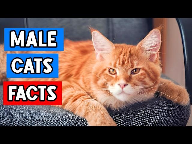 12 Surprising Facts About Male Cats You Need to Know ️ (#12 is Amazing!)