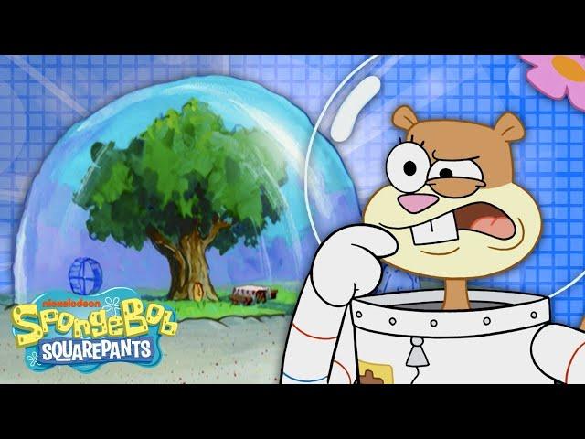 How REALISTIC is Sandy's Tree Dome?  SpongeBob Deep Dive