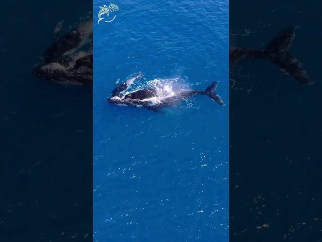 Humpback whales #australia #whale  #greatbarrierreef #ocean #art #nature #dcdocumentaries